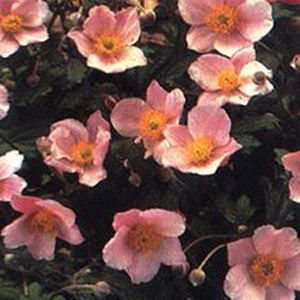 SEPTEMBER CHARM ANEMONE