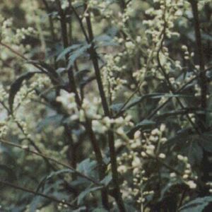 BLACK-STEMMED WORMWOOD