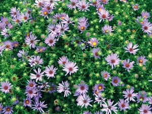 OCTOBER SKIES ASTER
