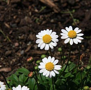 MINIATURE MAT DAISY