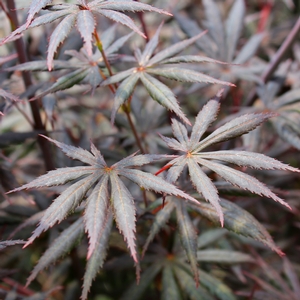 TROMPENBURG UPRIGHT JAPANESE MAPLE