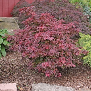 SHAINA DWARF UPRIGHT JAPANESE MAPLE