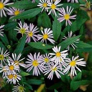 JIM CROCKETT BOLTONIA