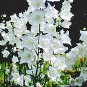 CHETTLE CHARM BELLFLOWER