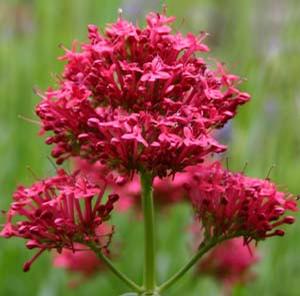 RED VALERIAN