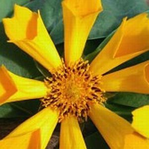ZAMPHIR TICKSEED
