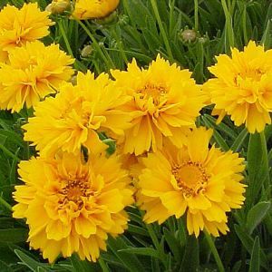 EARLY SUNRISE TICKSEED