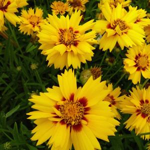 RISING SUN TICKSEED
