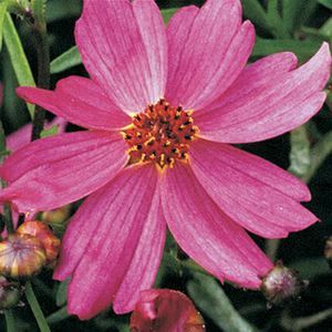 LIMEROCK PASSION TICKSEED