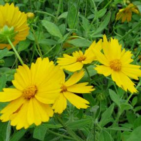 SUNSHINE SUPERMAN TICKSEED