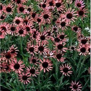 ROCKY TOP CONEFLOWER