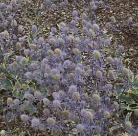 JADE FROST SEA HOLLY