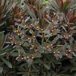 BLACKBIRD EUPHORBIA