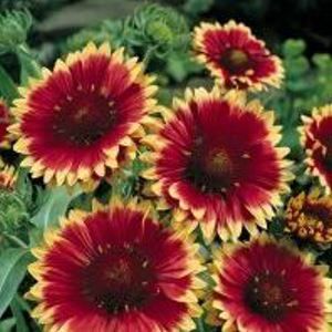 DAZZLER BLANKET FLOWER