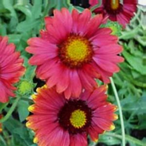BURGUNDY BLANKET FLOWER