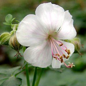 BIOKOVO CRANESBILL GERANIUM