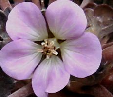CHERYL'S SHADOW CRANESBILL GERANIUM