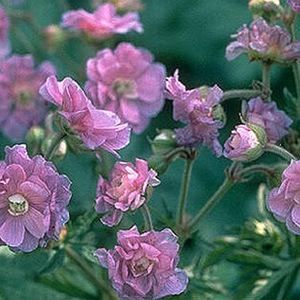 SUMMER SKIES CRANESBILL GERANIUM