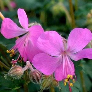 WESTRAY CRANESBILL GERANIUM