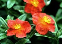 BEN MORE ROCK ROSE