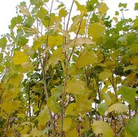 ROBUSTA COTTONWOOD