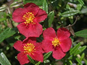 BURGUNDY DAZZLER ROCK ROSE