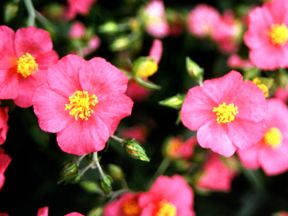 ROSE GLORY ROCK ROSE