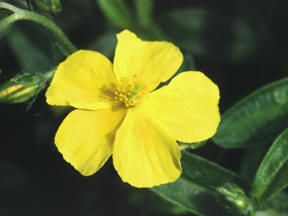SINGLE YELLOW ROCK ROSE