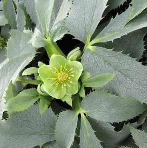 SILVER LACE LENTEN ROSE