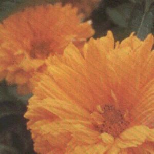 BRESSINGHAM DOUBLOON FALSE SUNFLOWER