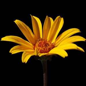 SUMMER NIGHTS FALSE SUNFLOWER