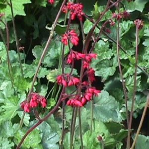 SPLENDENS CORAL BELLS