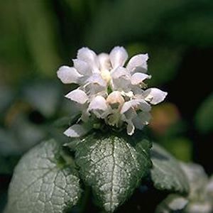WHITE NANCY SPOTTED DEADNETTLE