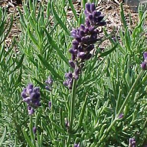 HIDCOTE LAVENDER