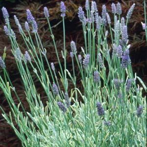 SILVER EDGE LAVENDER