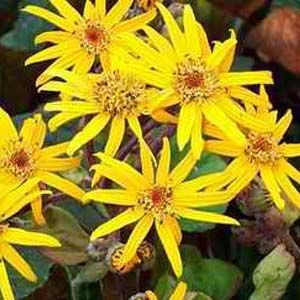 OTHELLO GOLDEN RAY