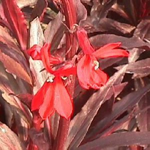 QUEEN VICTORIA CARDINAL FLOWER