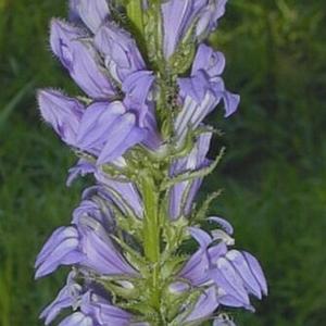GREAT BLUE CARDINAL FLOWER