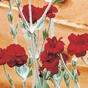 GARDENER'S WORLD CATCHFLY