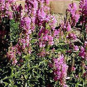 VIVID OBEDIENT PLANT
