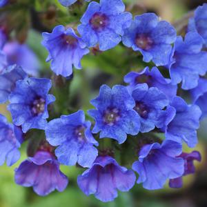 TREVI FOUNTAIN LUNGWORT