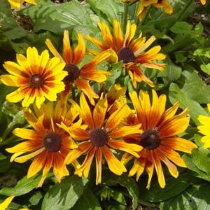 AUTUMN COLORS BLACK-EYED SUSAN