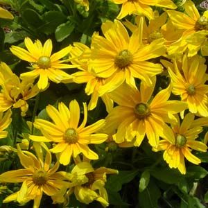 PRAIRIE SUN BLACK-EYED SUSAN