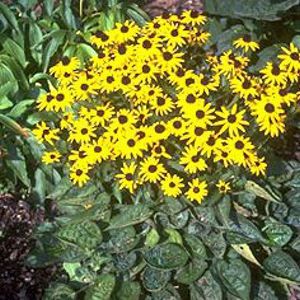 VIETTE'S LITTLE SUZY DWARF BLACK-EYED SUSAN