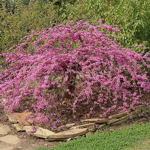 TRAVELLER WEEPING REDBUD