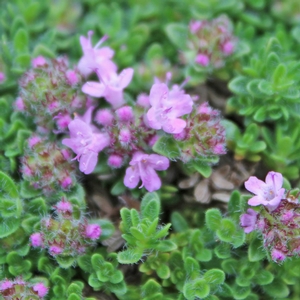 PINK CHINTZ CREEPING THYME