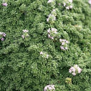 ELFIN CREEPING THYME