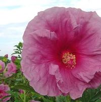 FANTASIA FLEMING™ HARDY HIBISCUS
