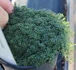 MINUS THYME