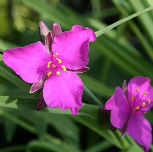 RED GRAPE SPIDERWORT